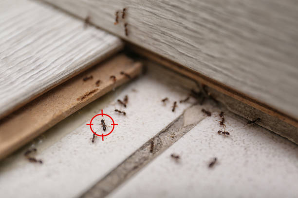 Best Wasp Removal Services  in Akron, PA